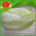 Hot sell fresh cabbages jade cabbage